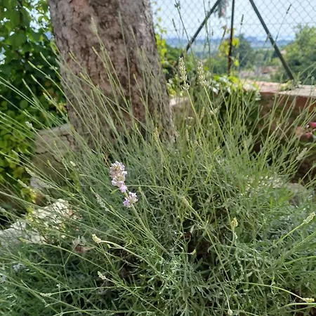 Dimora Gaon Casa Aureus Ideale Per Famiglie Lägenhet