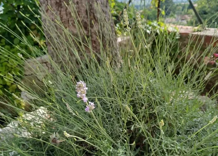 Dimora Gaon Casa Aureus Ideale Per Famiglie Apartamento