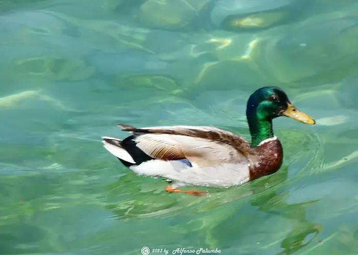 Dimora Gaon Casa Aureus Ideale Per Famiglie *